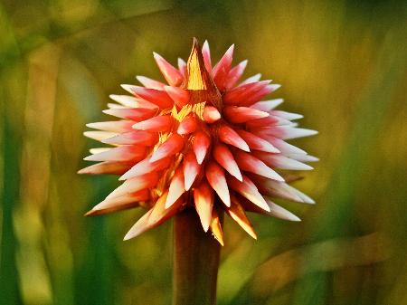 A flor de Inírida - Wikimedia Commons