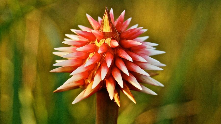 A flor de Inírida