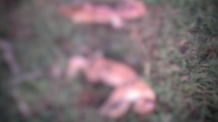 Onças mortas com arma de grosso calibre foram encontradas em propriedade rural Onças mortas com arma de grosso calibre foram encontradas em propriedade rural