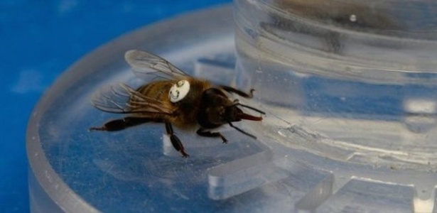 A equipe de pesquisadores usou néctar com cafeína para testar seus efeitos nas abelhas - Uso restrito para matéria da BBC