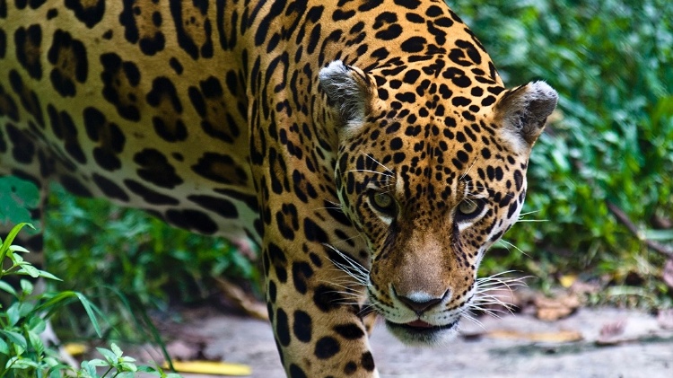 4.out.2016 - Uma onça-pintada no Peru. Caçadoras ágeis, elas farejam a presa em terra e água, ao contrário de outros felinos - Jason Edwards/National Geographic Creative - Jason Edwards/National Geographic Creative