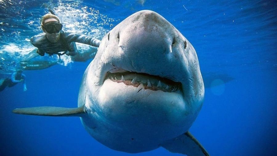 A fotógrafa Kimberly Jeffries foi uma das pessoas que chegaram muito perto deste que pode ser o maior tubarão-branco já registrado, apelidado de Deep Blue (azul profundo) - Reuters