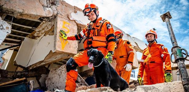 Ajuda de cães farejadores | Animais usados em Brumadinho buscam sobreviventes em Fortaleza