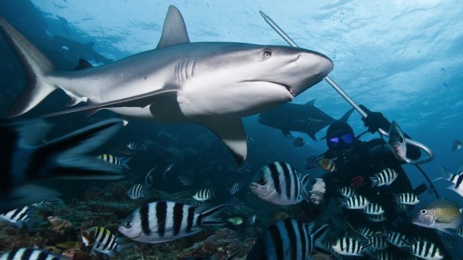 Tubarão nadando junto com peixes - Getty Images