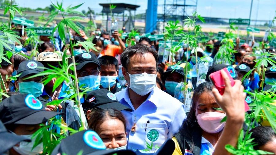 Ministro da Saúde da Tailândia, Anutin Charnvirakul, afirmou que distribuição da planta trará benefícios econômicos ao país -  Thailand Public Health Ministry/Handout via REUTERS