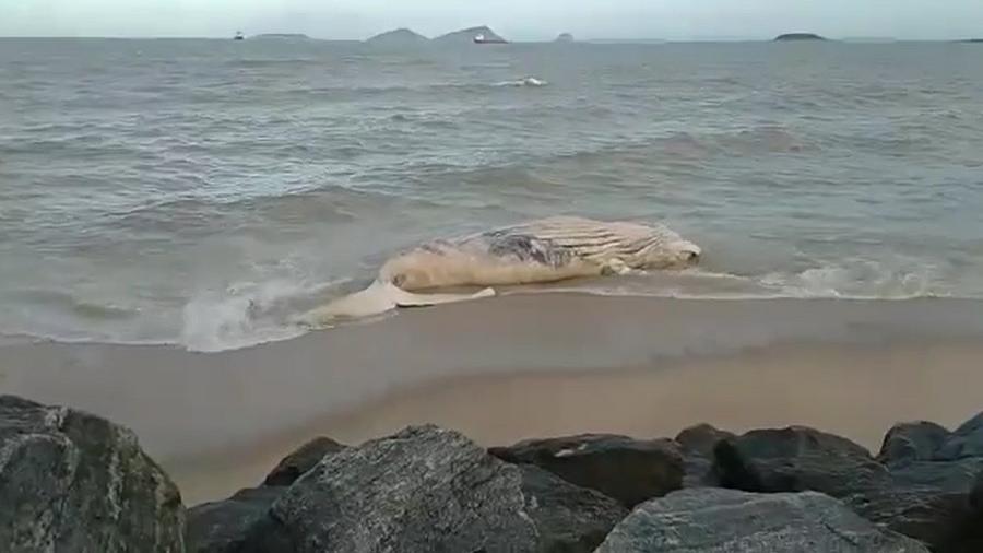 Carcaça de baleia jubarte apareceu sábado (27) em praia de Macaé, no Rio de Janeiro - Reprodução/Facebook