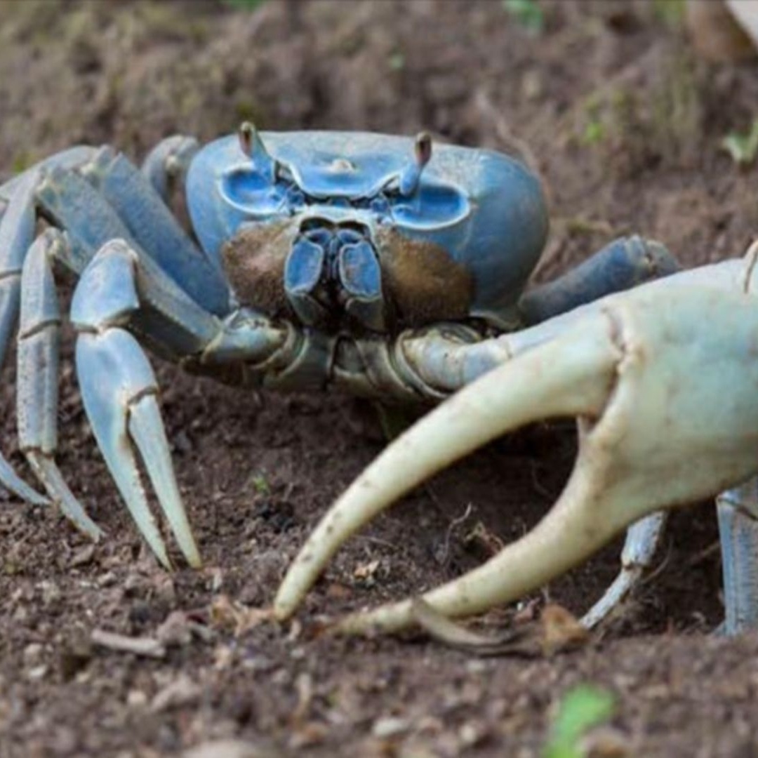 Restaurante leva multa milionária ao servir caranguejo ameaçado