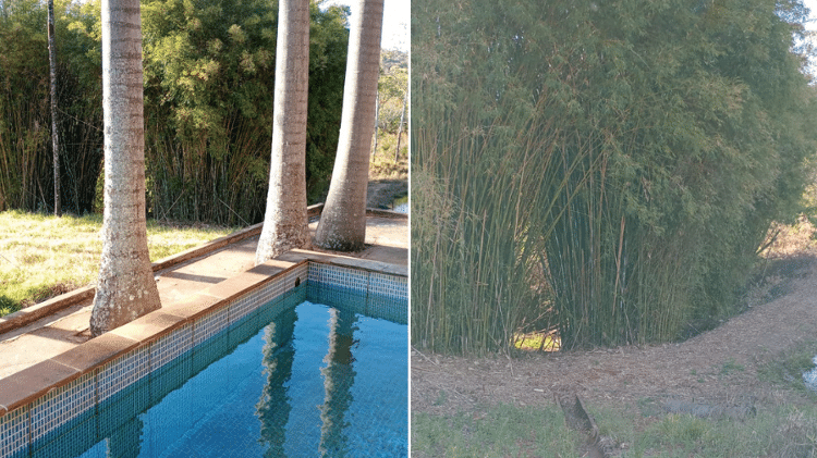 À esquerda, a piscina no sítio de Bernardino; à direita, o matagal no sítio onde teria ocorrido um dos abusos À esquerda, a piscina no sítio de Bernardino; à direita, o matagal no sítio onde teria ocorrido um dos abusos