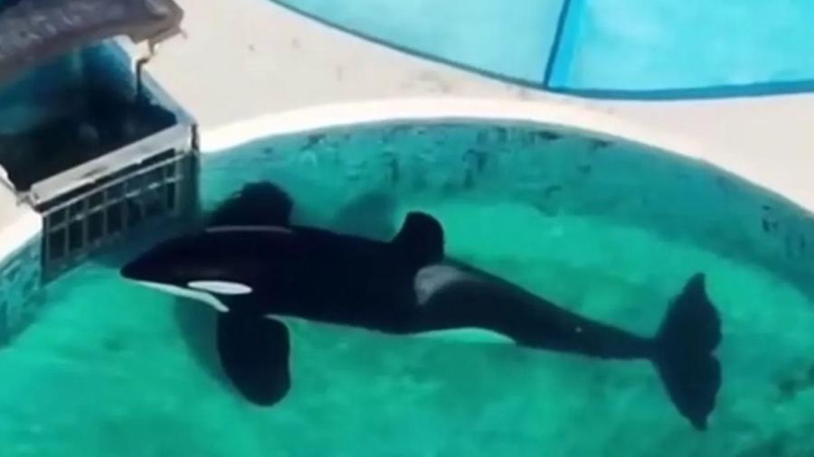 Kshamenk, a orca que vive isolada em parque argentino desde 1992 Kshamenk, a orca que vive isolada em parque argentino desde 1992