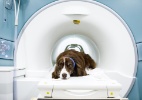 A ciência sabe o que seu cachorro está pensando e ele realmente te ama - DUSTIN CHAMBERS/NYT