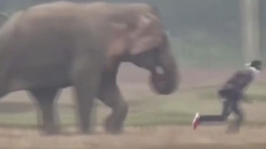 Elefante persegue turista que tentou tirar selfie com o animal - Reprodução/Mediadrum Images