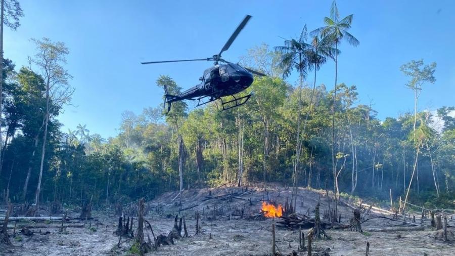 PF destruiu cerca de 350 mil pés de maconha no Maranhão - Divulgação/PF
