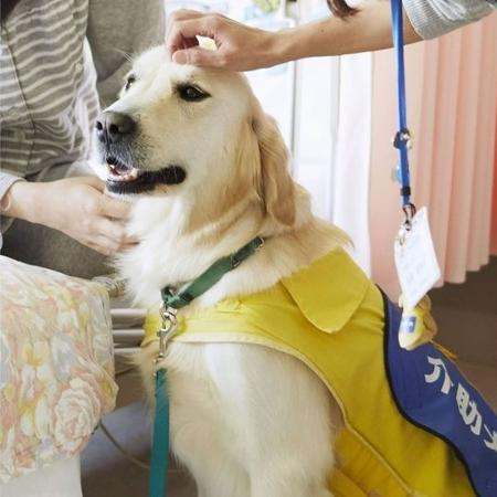 Cão de tribunal existe nos EUA e no Japão para encorajar crianças a testemunhar - Divulgação/Japan Service Dog Associaton