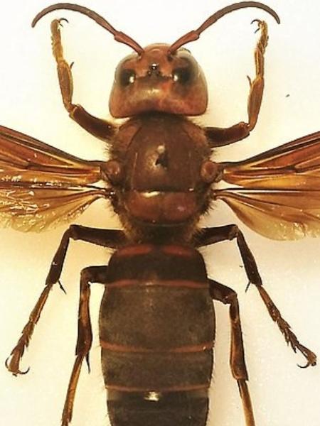 Um exemplar de Vespa mandarinia dissecado - Wikimedia Commons