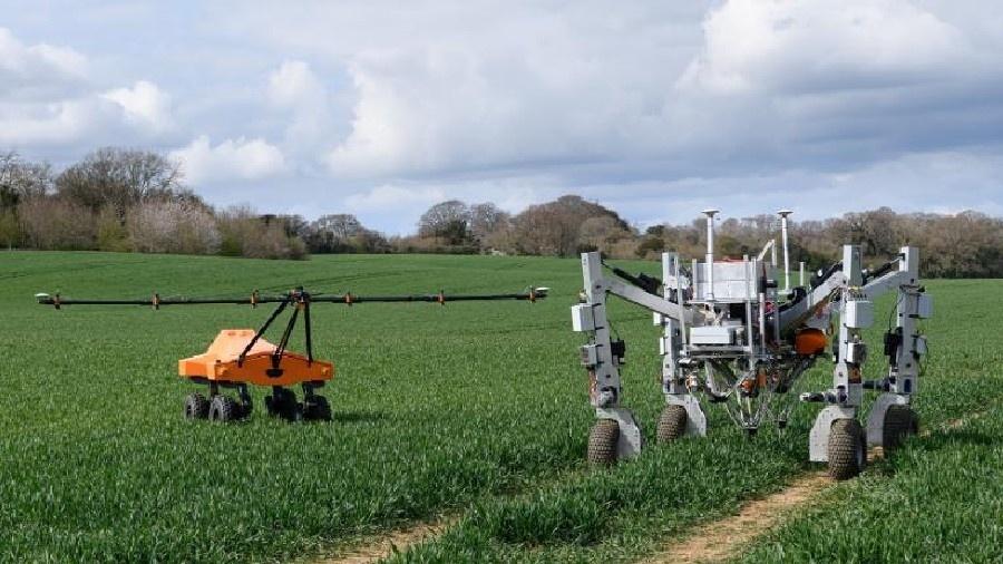 Os robôs Tom (esquerda) e Dick (direita) em operação para matar ervas daninhas em uma fazenda na Inglaterra - Divulgação/Small Robot Company