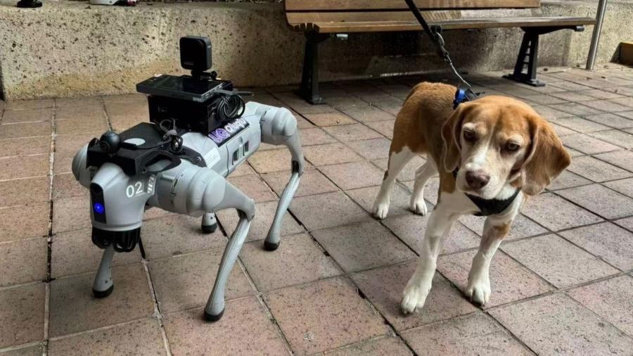QiuQiu, um robô quadrúpede Unitree Go2 equipado com uma câmera de 360 graus, com Milo durante testes de mapeamento de acessibilidade na UQ St Lucia QiuQiu, um robô quadrúpede Unitree Go2 equipado com uma câmera de 360 graus, com Milo durante testes de mapeamento de acessibilidade na UQ St Lucia