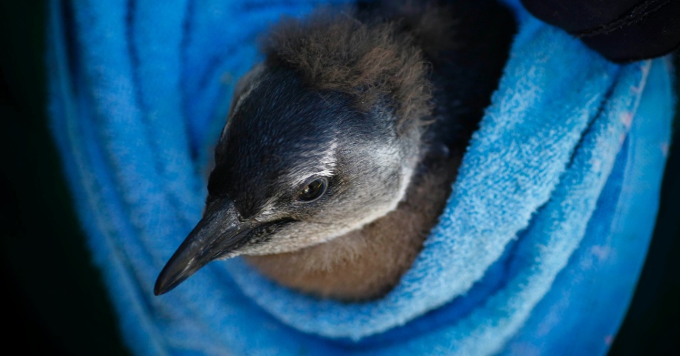 19.nov.2015 - Um dos 247 pinguins foram levados para um centro de reabilitação na Cidade do Cabo, África do Sul