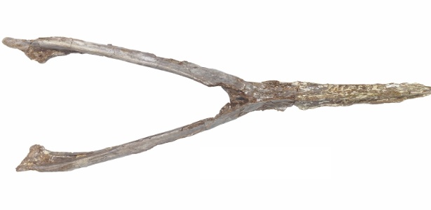Mandíbula de Aymberedacty-lus cearenses foi descoberta no Ceará  - Divulgação 