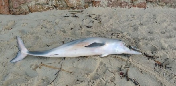 Golfinho é encontrado morto com chinelo de borracha preso à boca - DIVULGAÇÃO/ INSTITUTO ARGONAUTA