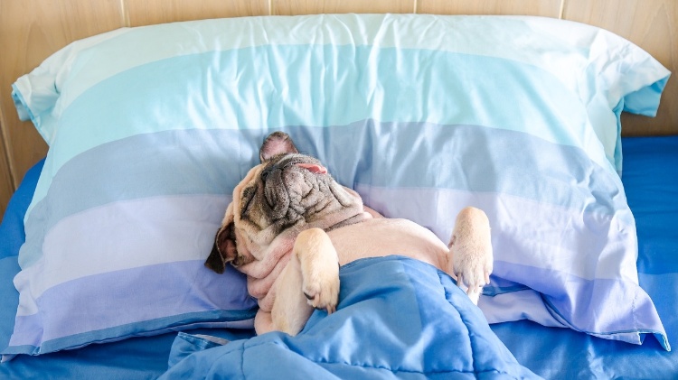 Bed sleeping dog - iStock - iStock