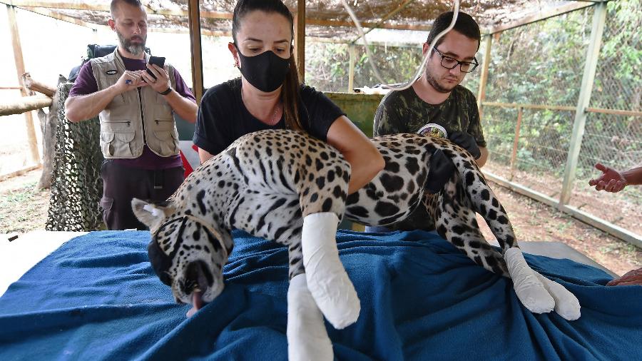 A onça-pintada Amanaci foi sedada para que veterinários pudessem limpar e iniciar tratamento em suas patas - EVARISTO SA / AFP