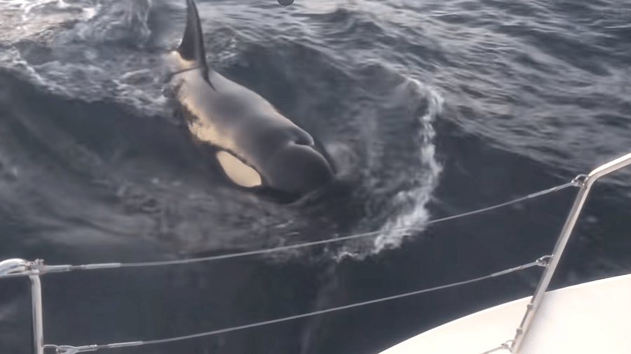 Ataques de orcas intrigam cientistas - e trauma pode explicar o comportamento - Reprodução/YouTube