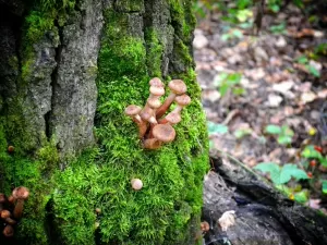 'Assassino de árvores': como um fungo se espalhou por área de 900 Maracanãs