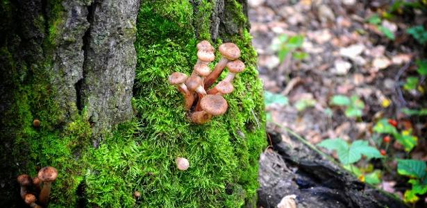 'Assassino de árvores': como um fungo se espalhou por área de 900 Maracanãs