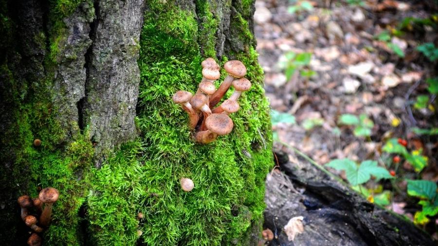 Fungo Armillaria ostoyae, o "Humongous fungus" - Photodary/ Pixabay