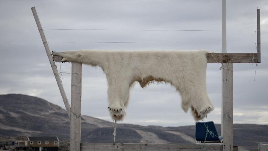 Pele de um urso polar secando em uma bancada de madeira em Ittoqqortoormiit, na Groenlândia