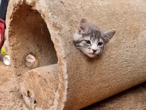 Gato é resgatado após ficar preso em manilha de cimento em Minas Gerais