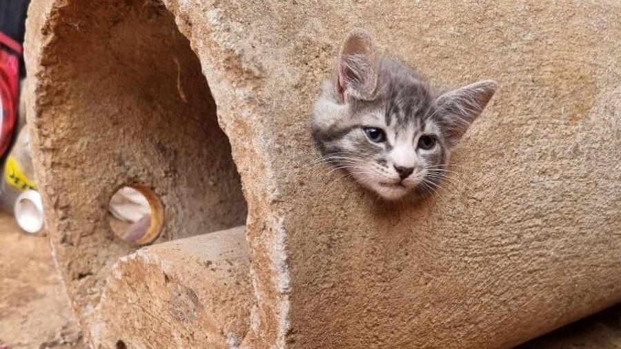 Filhote de gato ficou preso em manilha de cimento no quintal de casa, em Montes Claros (MG) - Divulgação/CBMMG