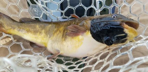 Câncer transmissível é identificado pela primeira vez em peixes