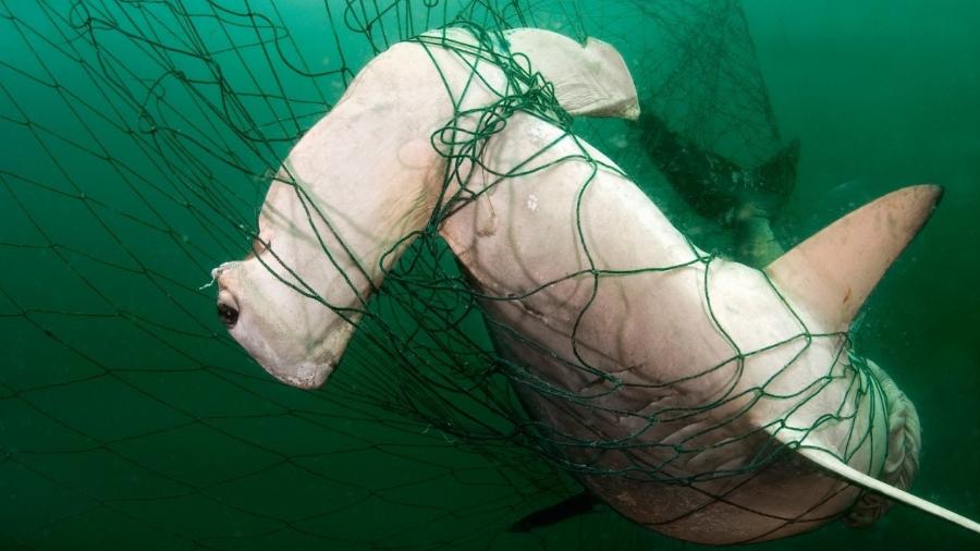 Tubarão-martelo fica preso em rede em caso de "captura acidental", quando pescadores miram uma espécie e acabam atingindo outras - Brian J Skerry/ National Geographic Stock/ WWF