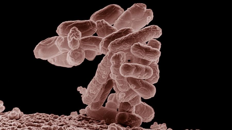 Bactéria Escherichia coli (acima) ganhou um novo "design" genético - Eric Erbe/Divulgação