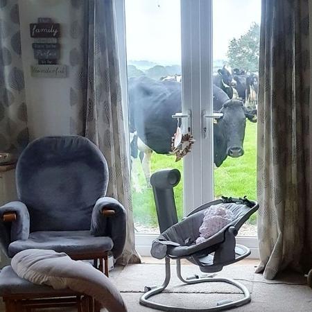 Família britânica toma susto com mais de 50 vacas que apareceram no quintal - Reprodução