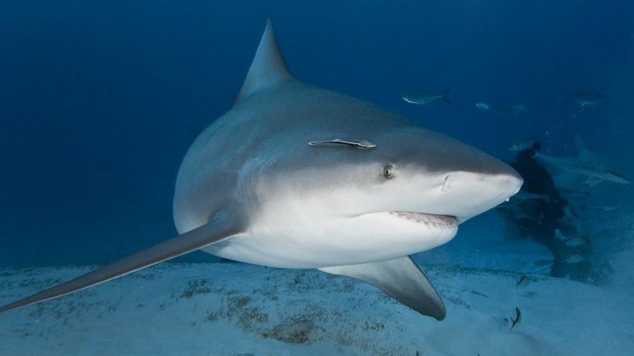 Tubarão de dois ou três metros foi visto por testemunhas no mesmo dia do incidente - Getty Images
