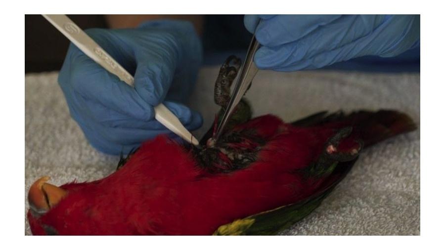 Veterinários do zoológico de Chester coletam amostra de tecido de um lóris-amor-amor, ave tropical ameaçada - BBC