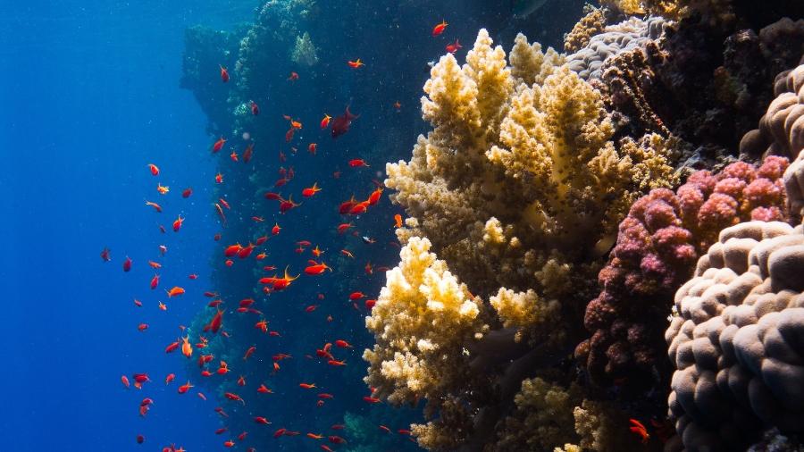Corais no Mar Vermelho têm se mostrado resistentes às mudanças climáticas - Kris Mikael Krister/Wikimedia Commons