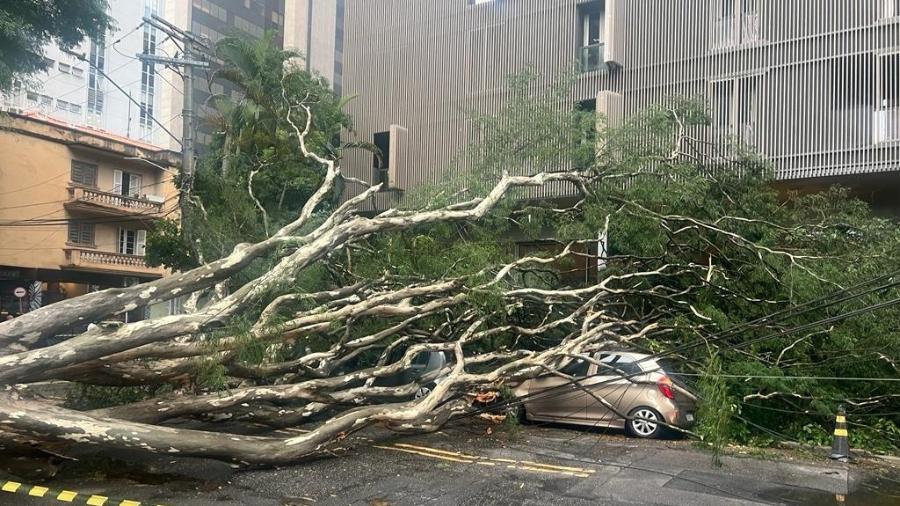 8.jan.2024 - Chuva forte em São Paulo derrubou árvore na Rua Henrique Monteiro, em Pinheiros