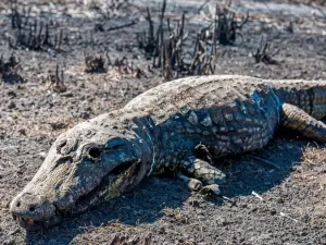 Jacarés carbonizados: por que Pantanal pode viver pior temporada de fogo em 2024