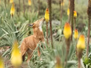 Lobo fazendo papel de abelhas? Estudo identifica polinizadores carnívoros