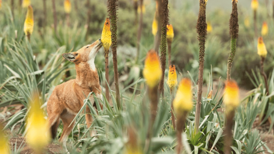 Estudo indica que lobos-etíopes também encontram fonte de energia no néctar de flores