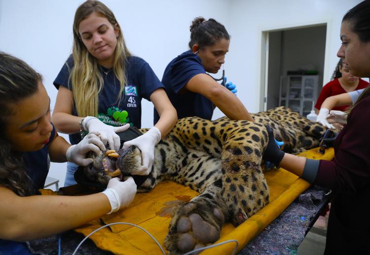 Onça-pintada que atacou caseiro está abaixo do peso e ferida Onça-pintada que atacou caseiro está abaixo do peso e ferida