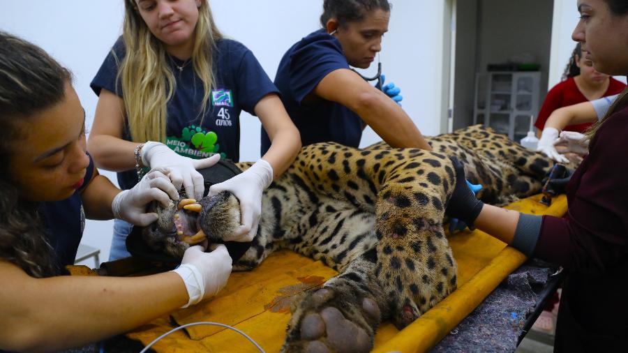 Onça-pintada que atacou caseiro está abaixo do peso e ferida Onça-pintada que atacou caseiro está abaixo do peso e ferida