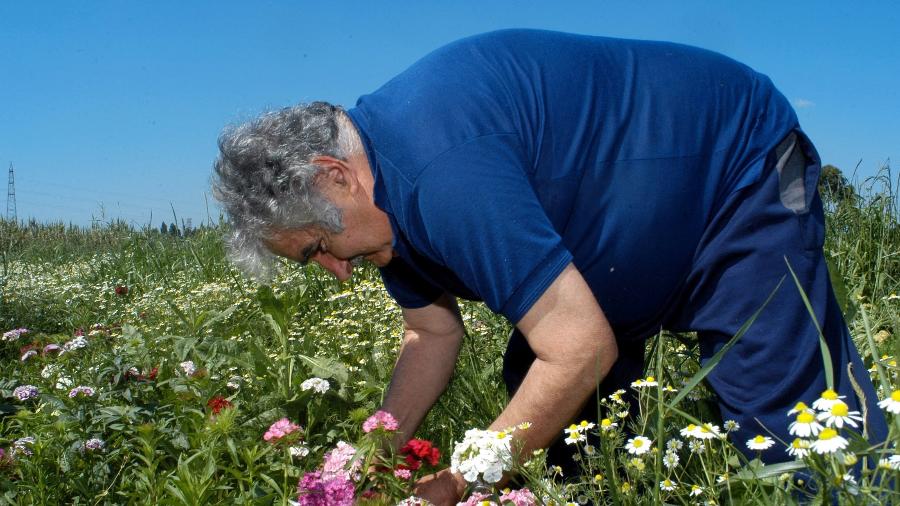 Mujica foi floricultor e, mesmo após tomar posse em cargos de poder, continuou a cuidar das flores em sua chácara Mujica foi floricultor e, mesmo após tomar posse em cargos de poder, continuou a cuidar das flores em sua chácara