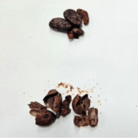 Cascas das amêndoas de cacau Cascas das amêndoas de cacau