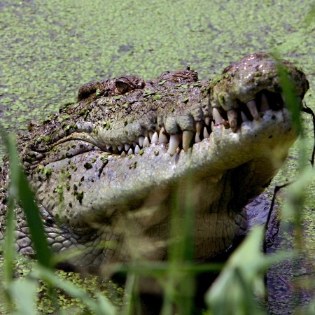 Crocodilo é um dos animais mais longevos do mundo - David Gray/ Reuters