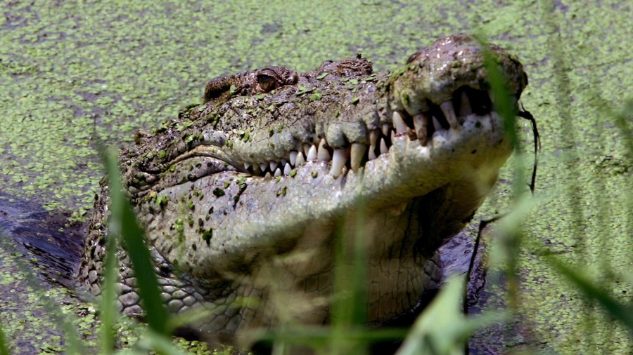 Crocodilos foram sacrificados pela polícia de Queensland para procurar pescador - David Gray/ Reuters