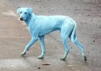 Por que estão aparecendo cachorros vira-lata azuis em Mumbai, na Índia? - BBC/Reprodução